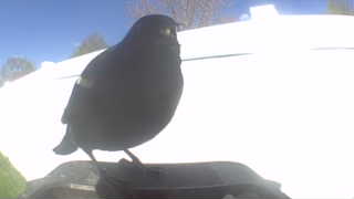 common grackle
