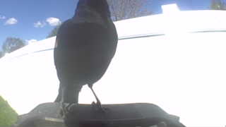 common grackle