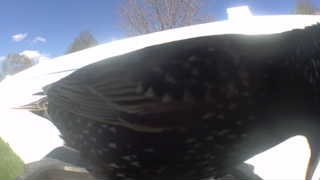 european starling