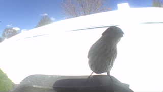 house finch