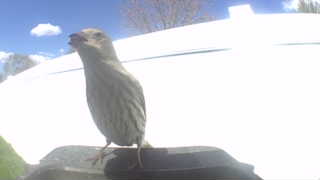 house sparrow