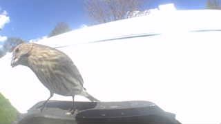 house finch
