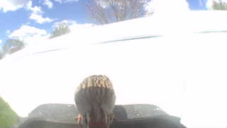 house finch