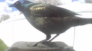 common grackle