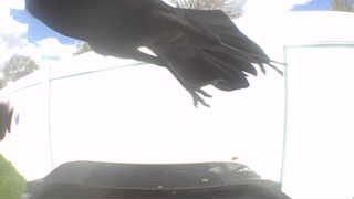 american crow