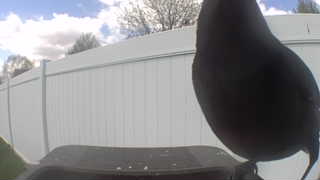 common grackle