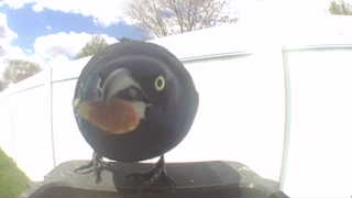 common grackle