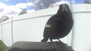 red-winged blackbird
