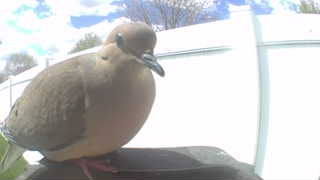 mourning dove