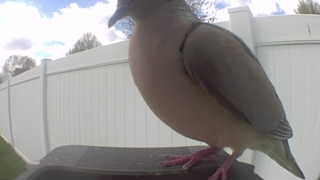 mourning dove