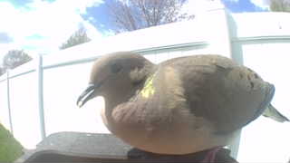 mourning dove