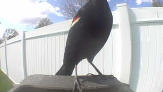 red-winged blackbird