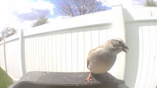house sparrow