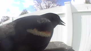 red-winged blackbird
