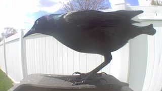 common grackle