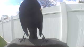 yellow-headed blackbird