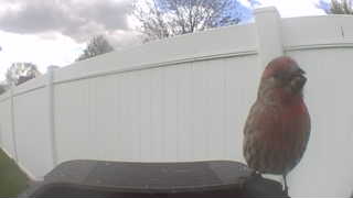 house finch