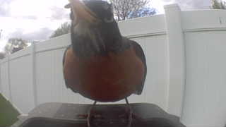 american robin