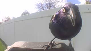common grackle
