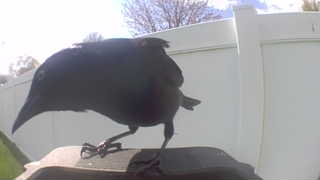 american crow