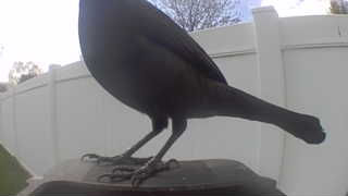 american crow