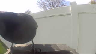 american crow