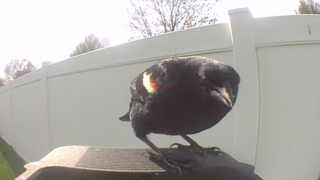 red-winged blackbird