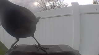 american crow