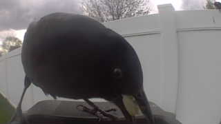 common grackle