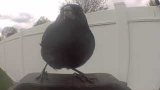 american crow