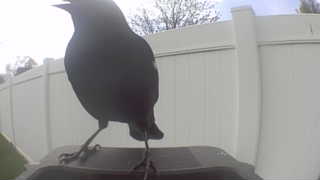 common grackle