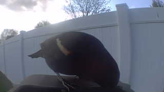red-winged blackbird
