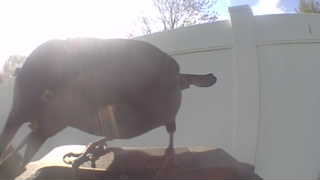 brown-headed cowbird