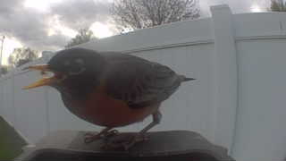 american robin