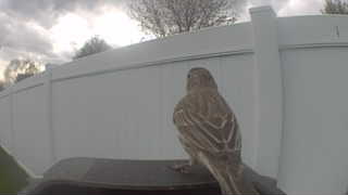 song sparrow