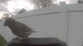 house finch