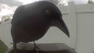 common grackle