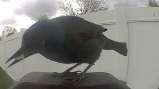 common grackle