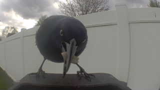 american crow