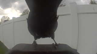 american crow