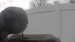 rock pigeon
