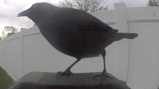common grackle