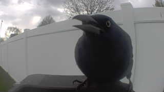 common grackle