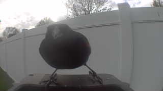 red-winged blackbird