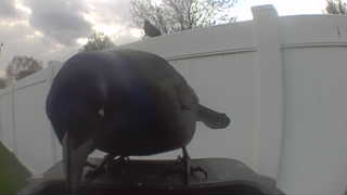 common grackle