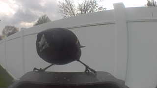 brown-headed cowbird