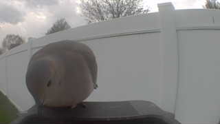 mourning dove