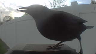 common grackle