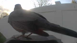 rock pigeon