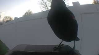 red-winged blackbird